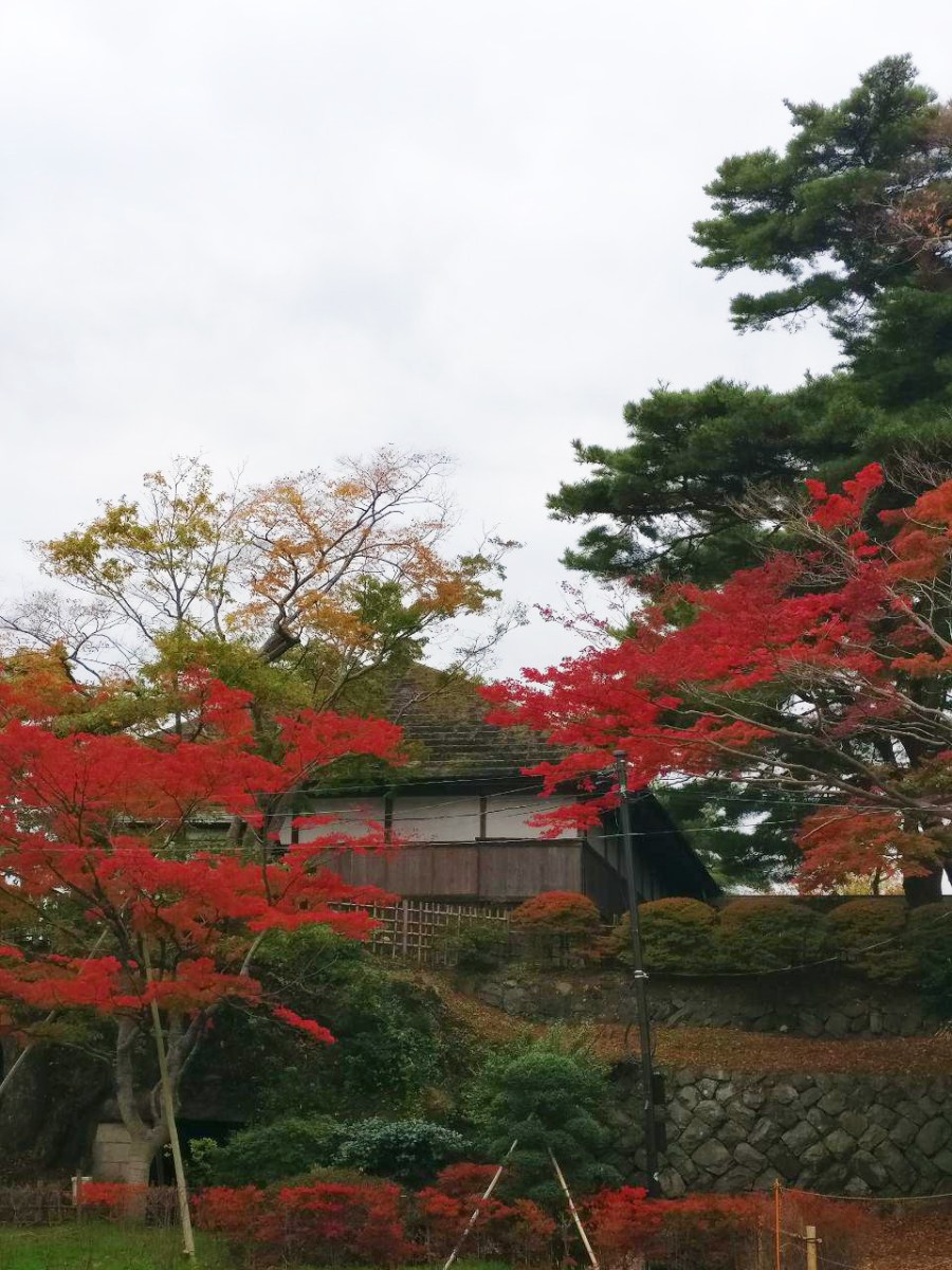 photo_2018-11-09_01-41-41