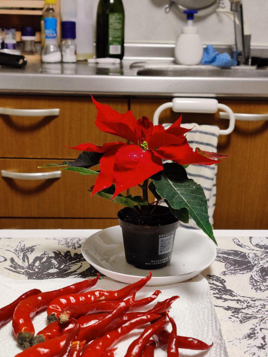 photo_2019-12-23_18-10-34