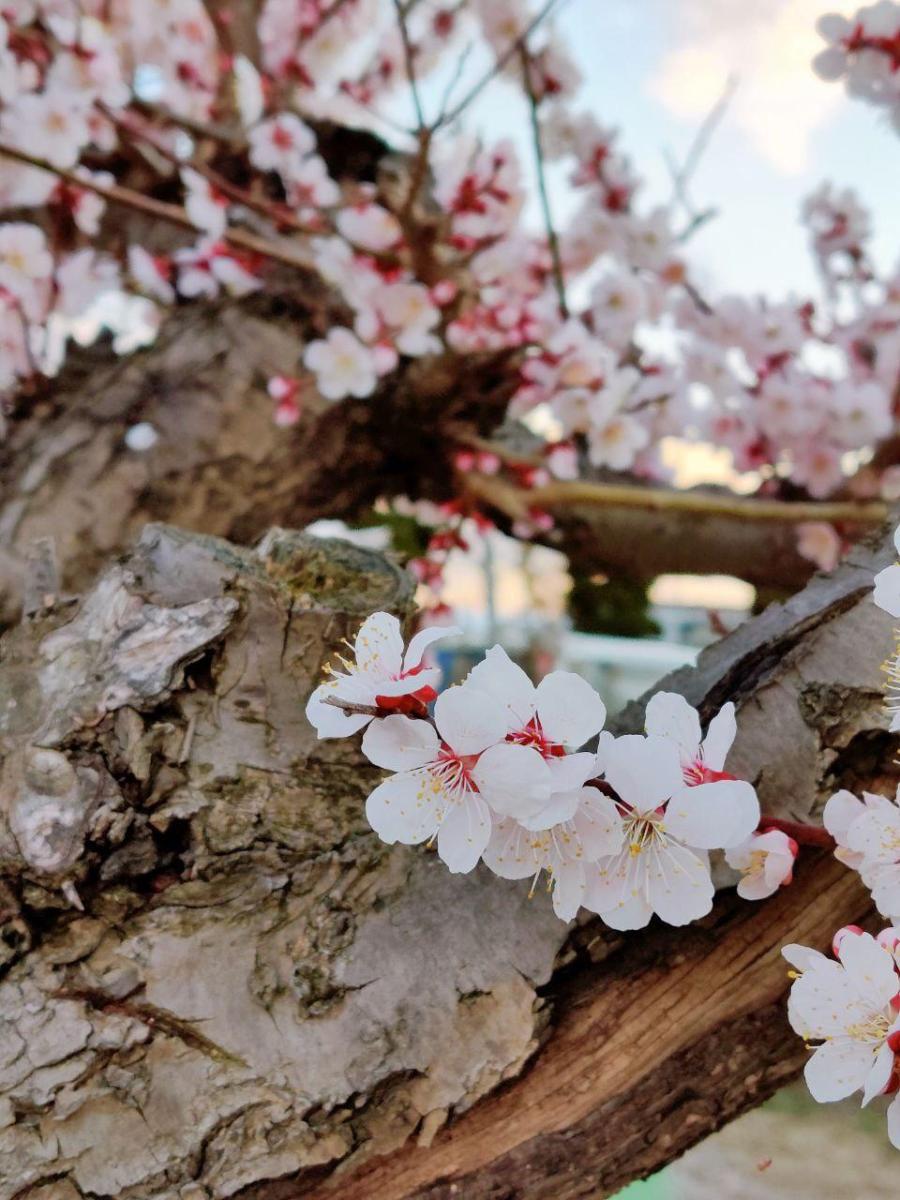 photo_2020-03-22_23-16-01