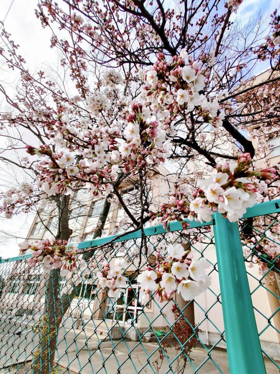 photo_2020-04-03_16-23-17