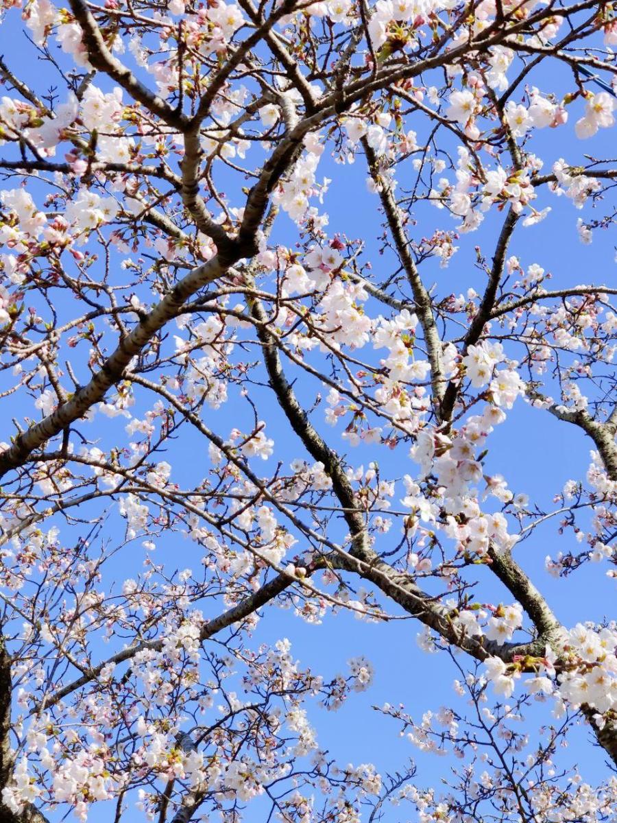 photo_2020-04-03_16-23-20