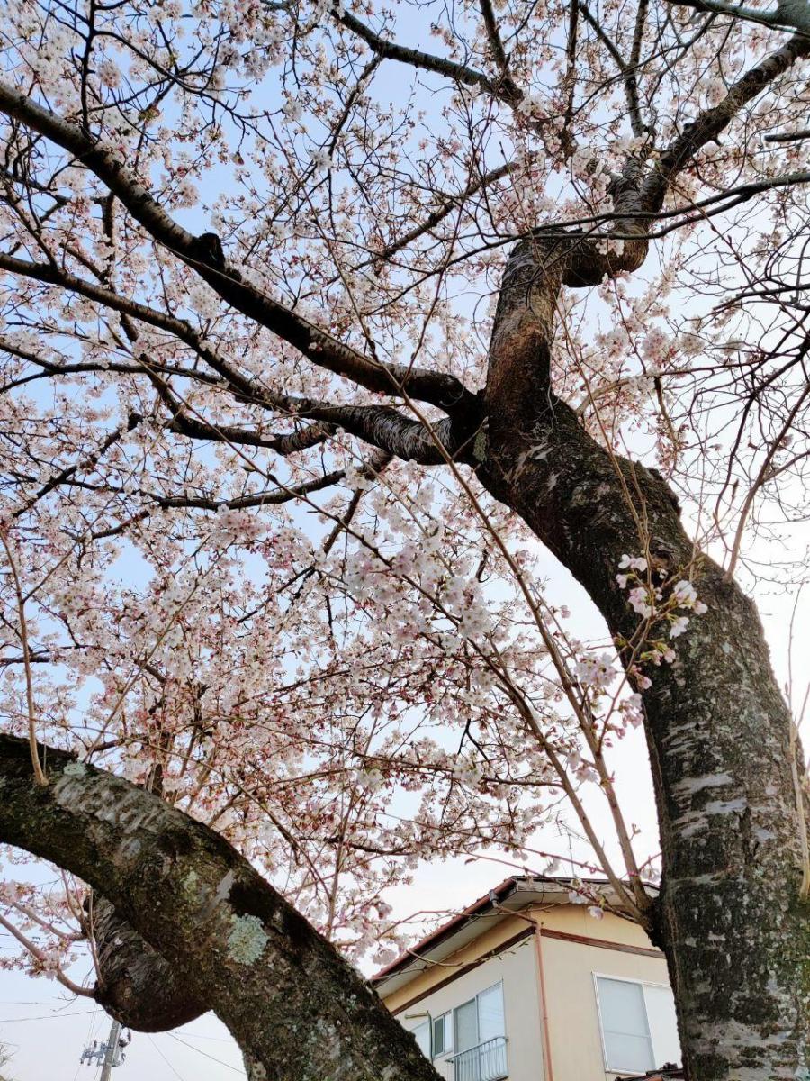 photo_2020-04-10_18-25-04