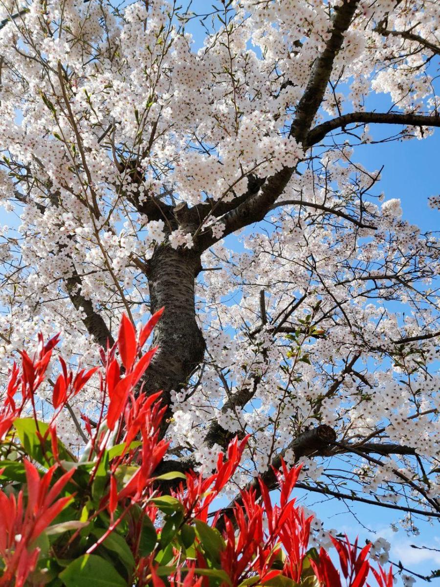 photo_2020-04-15_01-17-12