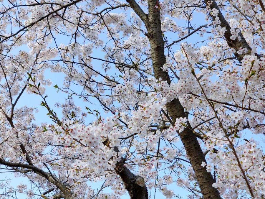 photo_2020-04-15_01-17-20