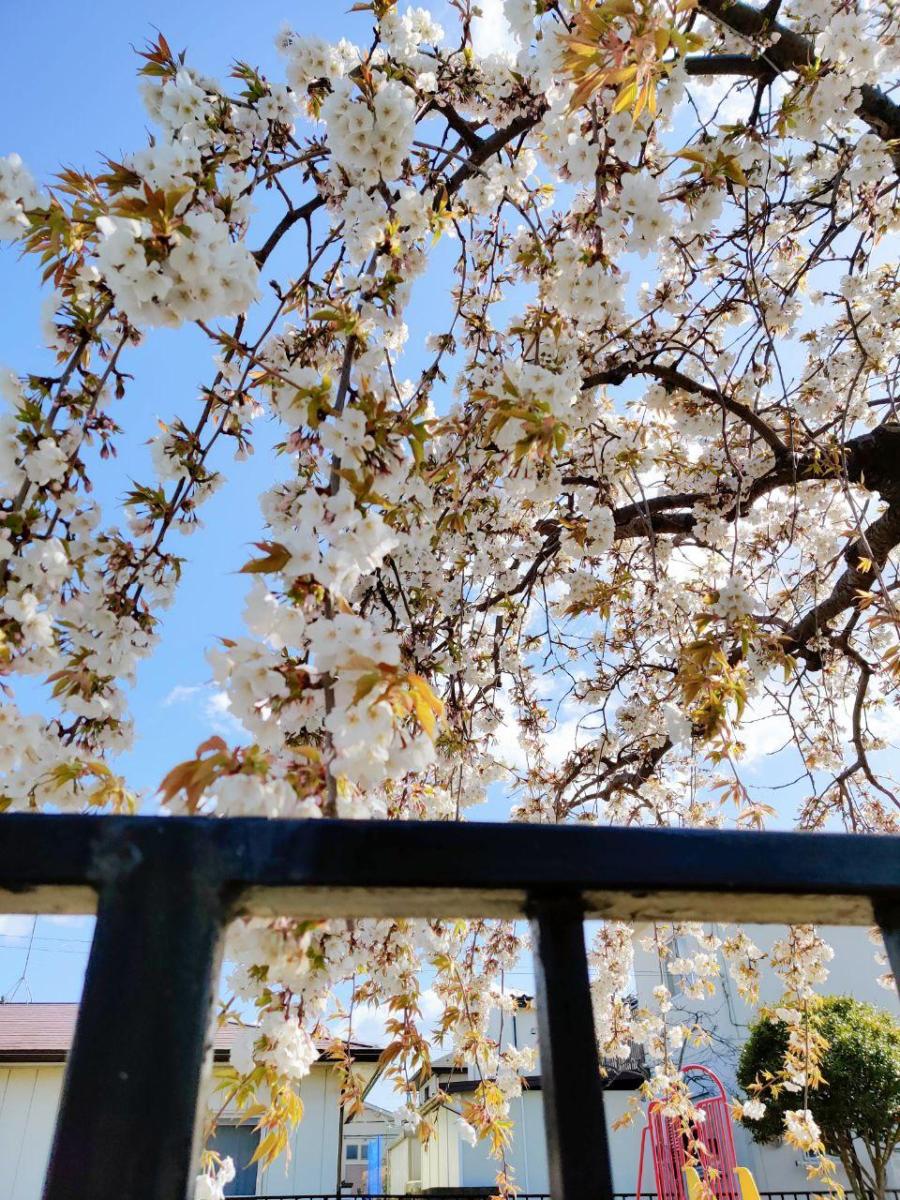 photo_2020-04-15_01-17-31