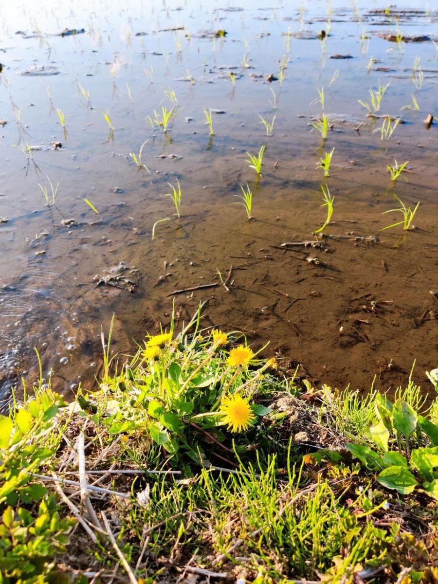 photo_2020-05-08_17-07-05