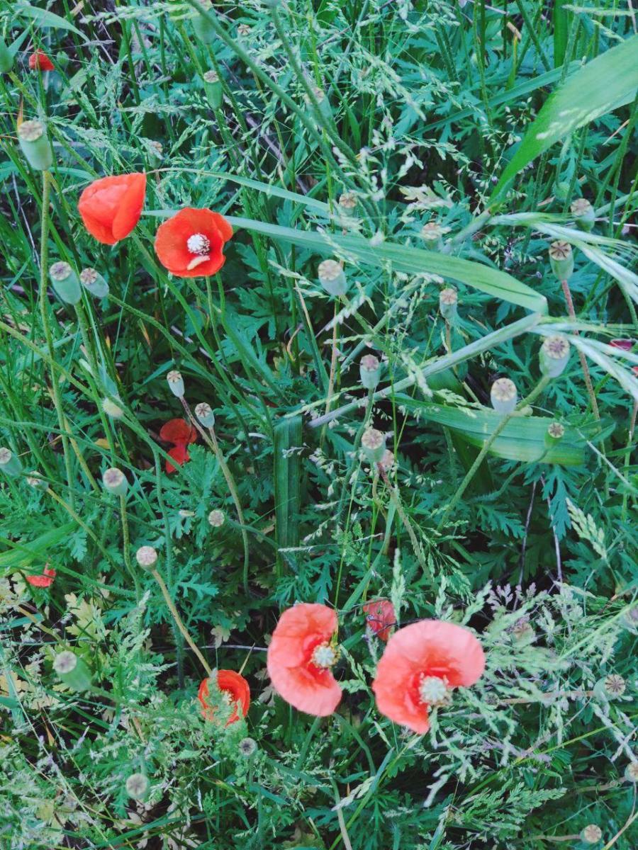 photo_2020-05-22_18-22-06