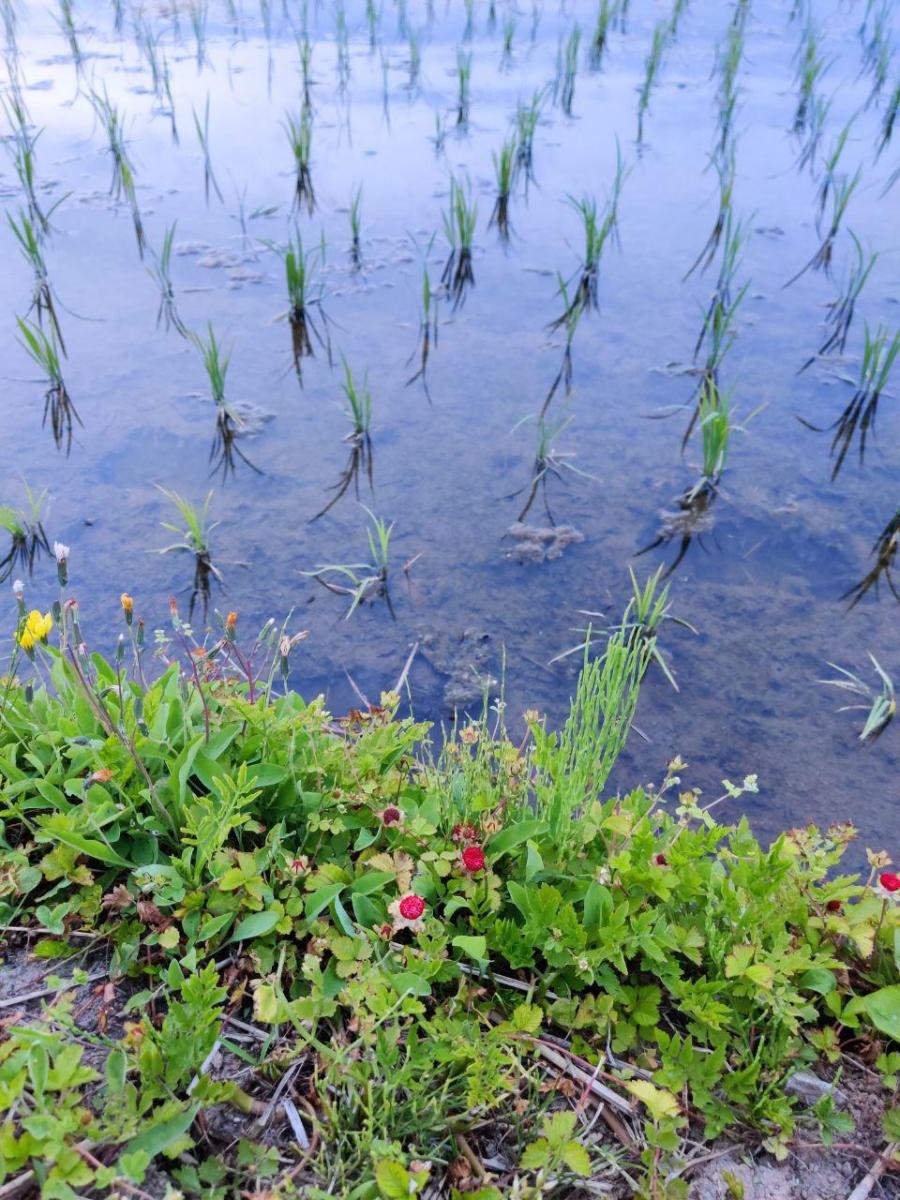 photo_2020-06-03_03-10-55