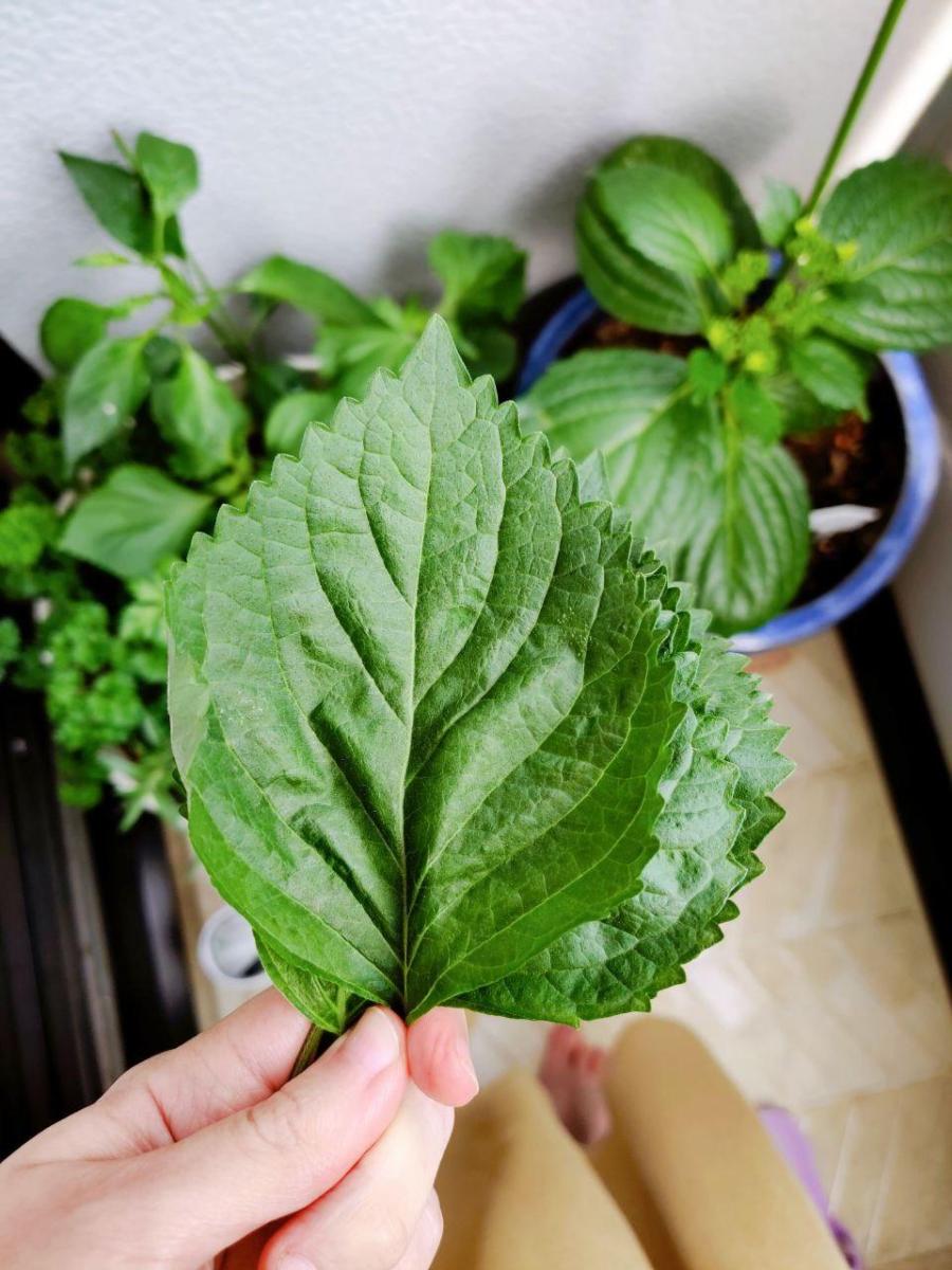 photo_2020-06-05_01-07-08