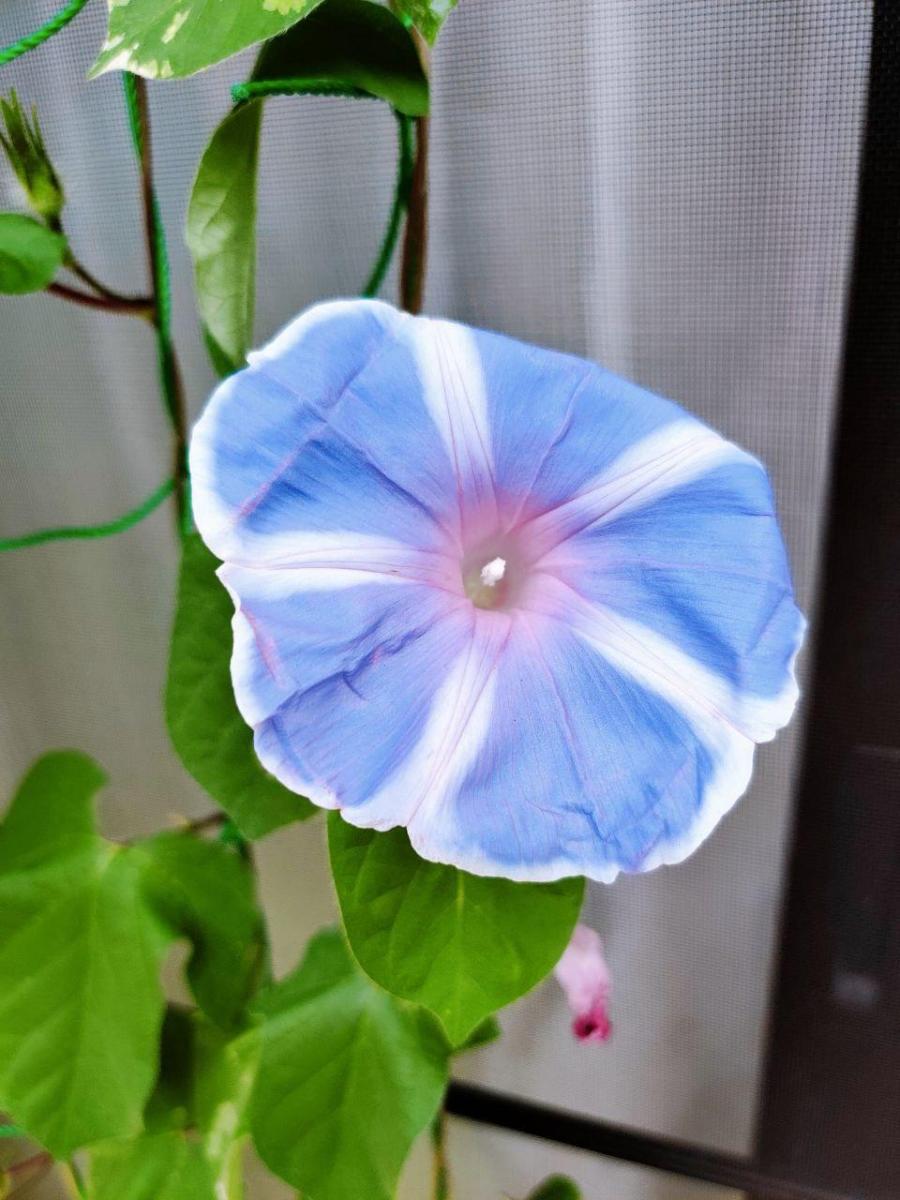 photo_2020-08-19_11-07-37